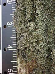 Fuscopannaria sorediata