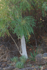 Sonchus canariensis