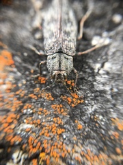 Poecilonota