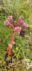 Sempervivum marmoreum
