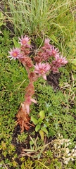 Sempervivum marmoreum