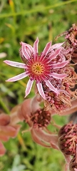 Sempervivum marmoreum