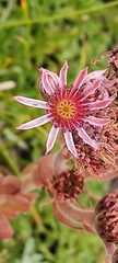 Sempervivum marmoreum