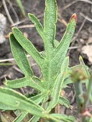 Sidalcea neomexicana