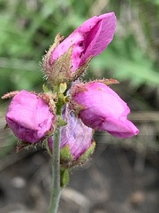 Sidalcea neomexicana