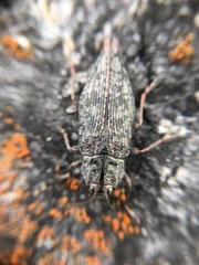 Poecilonota