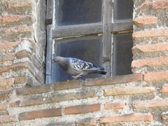 Columba livia domestica