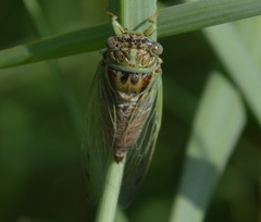 Diceroprocta delicata