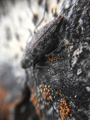 Poecilonota