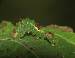 Acronicta hamamelis