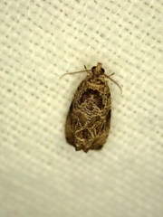Olethreutes furfuranum