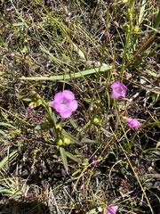 Agalinis neoscotica