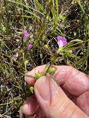 Agalinis neoscotica