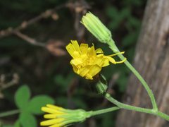 Hieracium maranzae