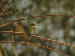 Merops pusillus argutus