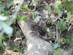 Turdus merula
