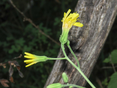Hieracium maranzae