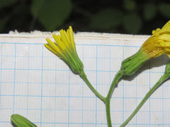 Hieracium maranzae