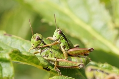 Chortopodisma cobellii