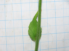 Hieracium maranzae