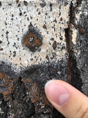 Poecilonota