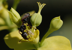 Camponotus feae
