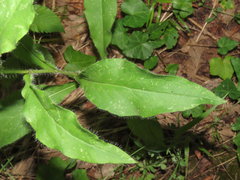 Hieracium maranzae
