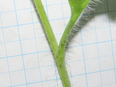 Hieracium maranzae