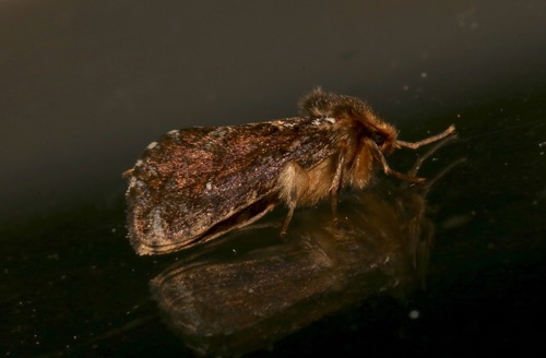 Conifer Swift Moth photo 3