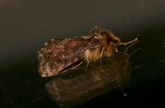 Korscheltellus gracilis