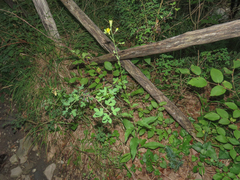 Hieracium maranzae