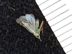 Megalocoleus molliculus