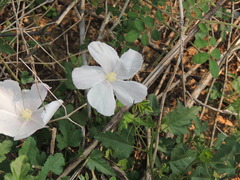 Hibiscus phoeniceus