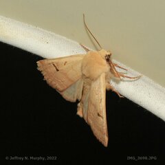 Dichagyris variabilis