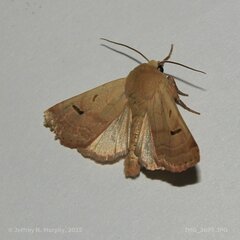 Dichagyris variabilis