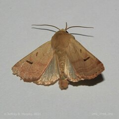 Dichagyris variabilis