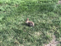 Sylvilagus floridanus