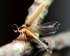 Photinus ignitus
