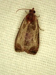 Olethreutes inornatana