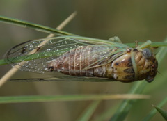 Diceroprocta delicata