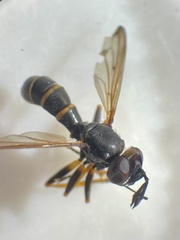 Conops flavipes