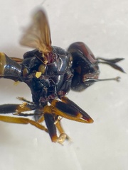 Conops flavipes