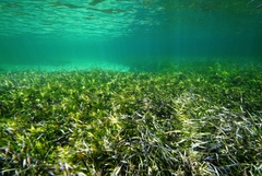 Posidonia