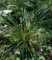 Carex elongata