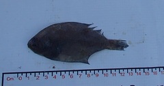 Monolene asaedae
