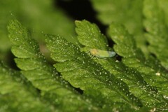 Eupteryx filicum