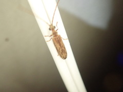 Tenomerga cinerea