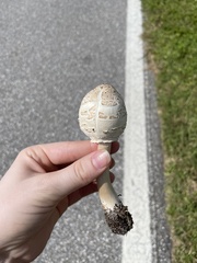 Chlorophyllum molybdites image