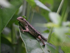 Sceloporus siniferus