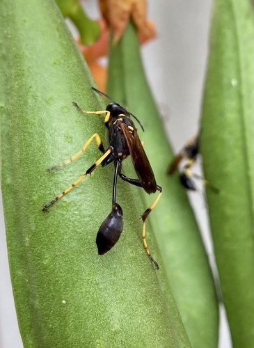 Yellow-legged Mud-dauber Wasp